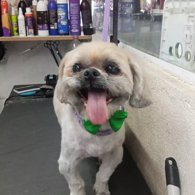 Cachorro após banho e tosa no Ovelhas Pet Shop