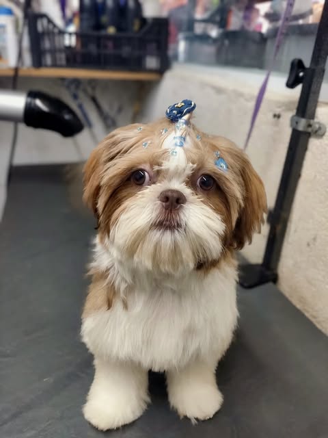 Cliente canino do Ovelhas Pet Shop após o cuidado