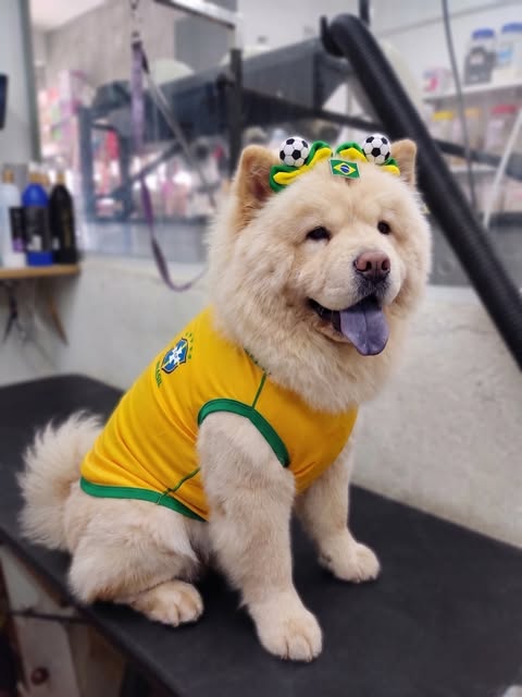 Cachorro atendido pelo Ovelhas Pet Shop